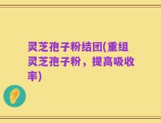 灵芝孢子粉结团(重组灵芝孢子粉，提高吸收率)