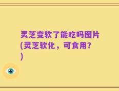 灵芝变软了能吃吗图片(灵芝软化，可食用？)