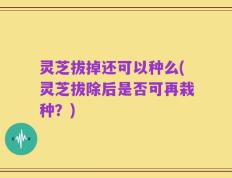 灵芝拔掉还可以种么(灵芝拔除后是否可再栽种？)
