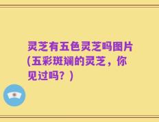 灵芝有五色灵芝吗图片(五彩斑斓的灵芝，你见过吗？)