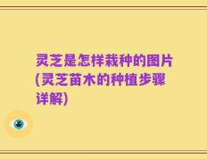 灵芝是怎样栽种的图片(灵芝苗木的种植步骤详解)
