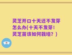 灵芝开口十天还不发芽怎么办(十天不发芽！灵芝苗该如何栽培？)