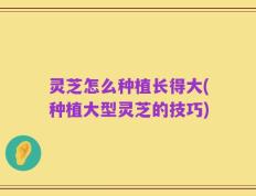 灵芝怎么种植长得大(种植大型灵芝的技巧)