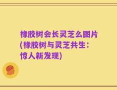 橡胶树会长灵芝么图片(橡胶树与灵芝共生：惊人新发现)