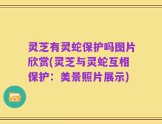 灵芝有灵蛇保护吗图片欣赏(灵芝与灵蛇互相保护：美景照片展示)