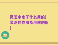 灵芝拿来干什么用的(灵芝的作用及用途剖析)