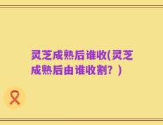 灵芝成熟后谁收(灵芝成熟后由谁收割？)