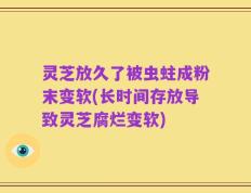灵芝放久了被虫蛀成粉末变软(长时间存放导致灵芝腐烂变软)