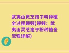 武夷山灵芝孢子粉种植全过程视频(视频：武夷山灵芝孢子粉种植全流程详解)