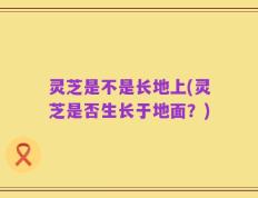 灵芝是不是长地上(灵芝是否生长于地面？)
