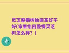 灵芝整棵树抬回家好不好(家里抬回整棵灵芝树怎么样？)