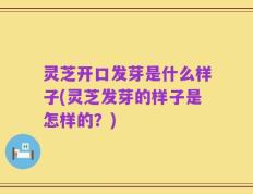 灵芝开口发芽是什么样子(灵芝发芽的样子是怎样的？)
