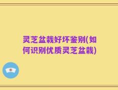 灵芝盆栽好坏鉴别(如何识别优质灵芝盆栽)