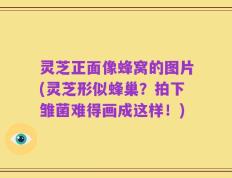 灵芝正面像蜂窝的图片(灵芝形似蜂巢？拍下雏菌难得画成这样！)