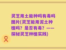 灵芝用土能种吗有毒吗图片(灵芝能用泥土种植吗？是否有毒？——探秘灵芝种植实践)