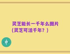 灵芝能长一千年么图片(灵芝可活千年？)