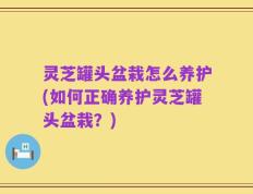 灵芝罐头盆栽怎么养护(如何正确养护灵芝罐头盆栽？)