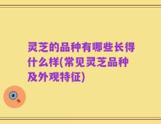灵芝的品种有哪些长得什么样(常见灵芝品种及外观特征)