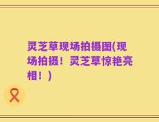 灵芝草现场拍摄图(现场拍摄！灵芝草惊艳亮相！)