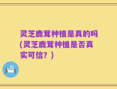 灵芝鹿茸种植是真的吗(灵芝鹿茸种植是否真实可信？)