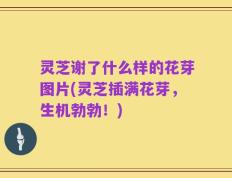 灵芝谢了什么样的花芽图片(灵芝插满花芽，生机勃勃！)