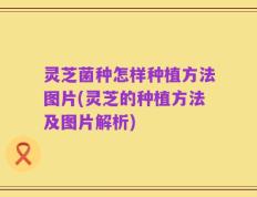 灵芝菌种怎样种植方法图片(灵芝的种植方法及图片解析)