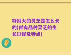 特别大的灵芝是怎么长的(稀有品种灵芝的生长过程及特点)