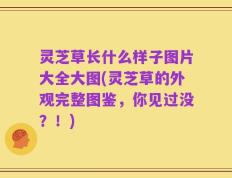 灵芝草长什么样子图片大全大图(灵芝草的外观完整图鉴，你见过没？！)