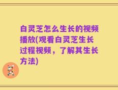 白灵芝怎么生长的视频播放(观看白灵芝生长过程视频，了解其生长方法)