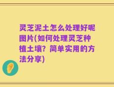 灵芝泥土怎么处理好呢图片(如何处理灵芝种植土壤？简单实用的方法分享)