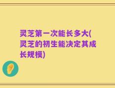 灵芝第一次能长多大(灵芝的初生能决定其成长规模)