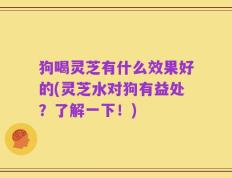 狗喝灵芝有什么效果好的(灵芝水对狗有益处？了解一下！)
