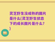 灵芝野生没成熟的图片是什么(灵芝野生状态下的成长图片是什么？)