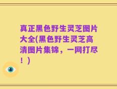 真正黑色野生灵芝图片大全(黑色野生灵芝高清图片集锦，一网打尽！)