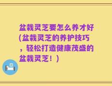 盆栽灵芝要怎么养才好(盆栽灵芝的养护技巧，轻松打造健康茂盛的盆栽灵芝！)