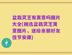 盆栽灵芝有寓意吗图片大全(精选盆栽灵芝寓意图片，送给亲朋好友佳节安康)