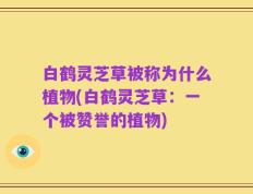 白鹤灵芝草被称为什么植物(白鹤灵芝草：一个被赞誉的植物)