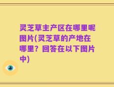灵芝草主产区在哪里呢图片(灵芝草的产地在哪里？回答在以下图片中)