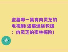 盗墓哪一集有肉灵芝的电视剧(盗墓迷途救援：肉灵芝的密林探险)