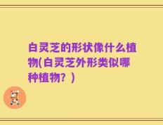 白灵芝的形状像什么植物(白灵芝外形类似哪种植物？)