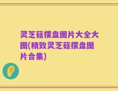 灵芝菇摆盘图片大全大图(精致灵芝菇摆盘图片合集)