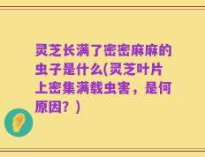 灵芝长满了密密麻麻的虫子是什么(灵芝叶片上密集满载虫害，是何原因？)