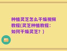 种植灵芝怎么干燥视频教程(灵芝种植教程：如何干燥灵芝？)