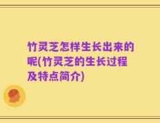 竹灵芝怎样生长出来的呢(竹灵芝的生长过程及特点简介)