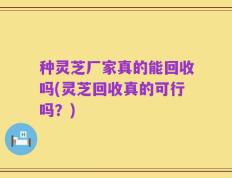 种灵芝厂家真的能回收吗(灵芝回收真的可行吗？)