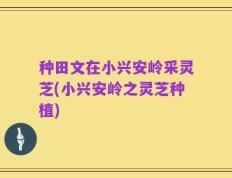 种田文在小兴安岭采灵芝(小兴安岭之灵芝种植)