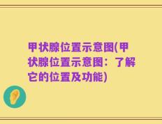甲状腺位置示意图(甲状腺位置示意图：了解它的位置及功能)