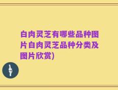 白肉灵芝有哪些品种图片白肉灵芝品种分类及图片欣赏)