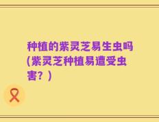 种植的紫灵芝易生虫吗(紫灵芝种植易遭受虫害？)