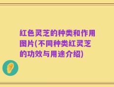 红色灵芝的种类和作用图片(不同种类红灵芝的功效与用途介绍)